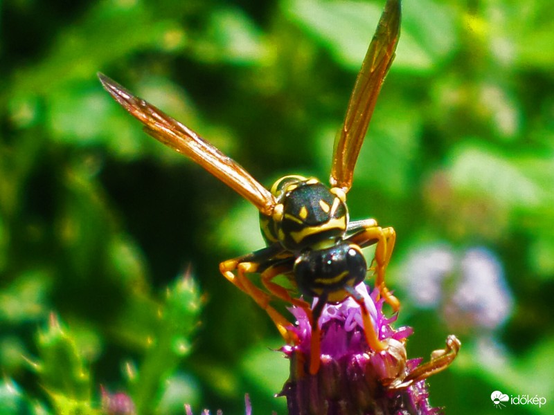 Darázs szemből! :)