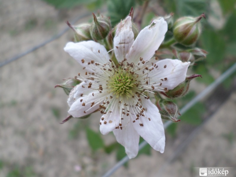 Fekete szeder virágzás