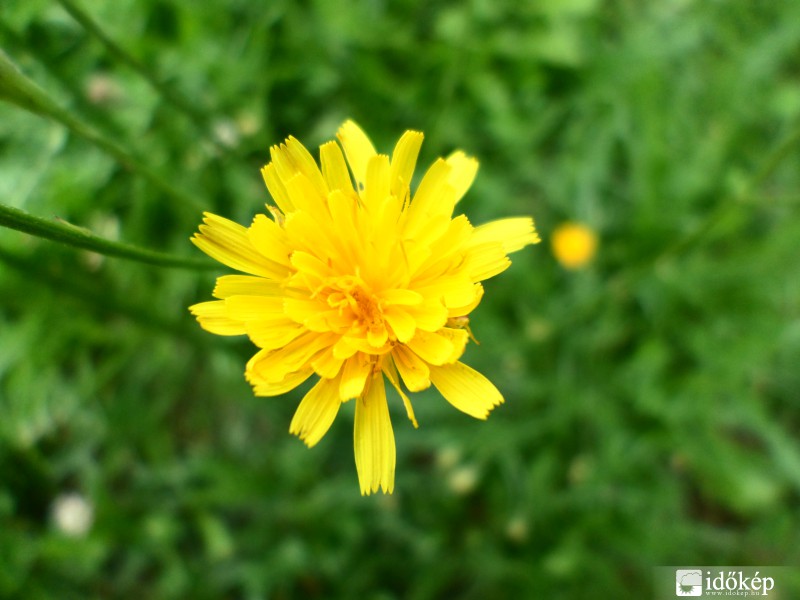 Sárga virág