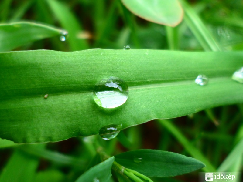 Esőcsepp a levélen