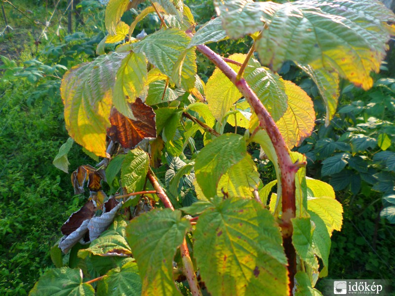 Az ősz színei!