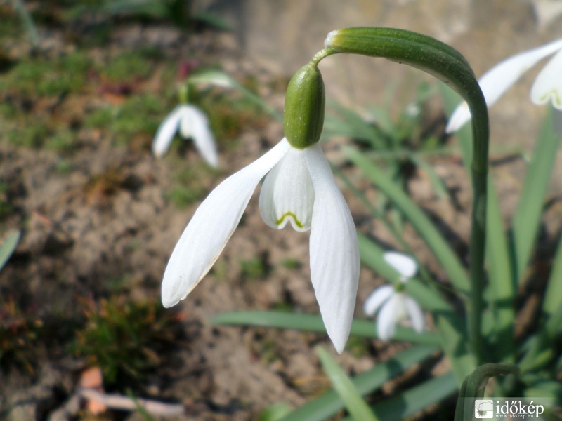 Hóvirág a kertünkben
