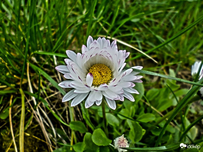 tavasz