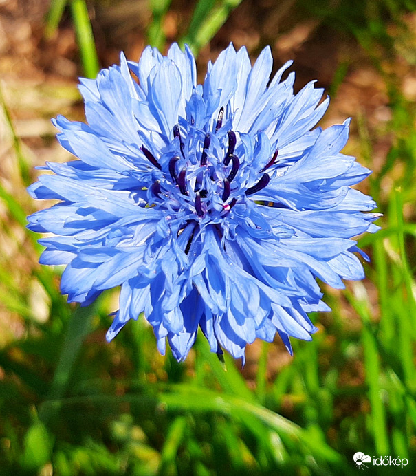 Búzavirág (az egyik kedvenc) 1. :)