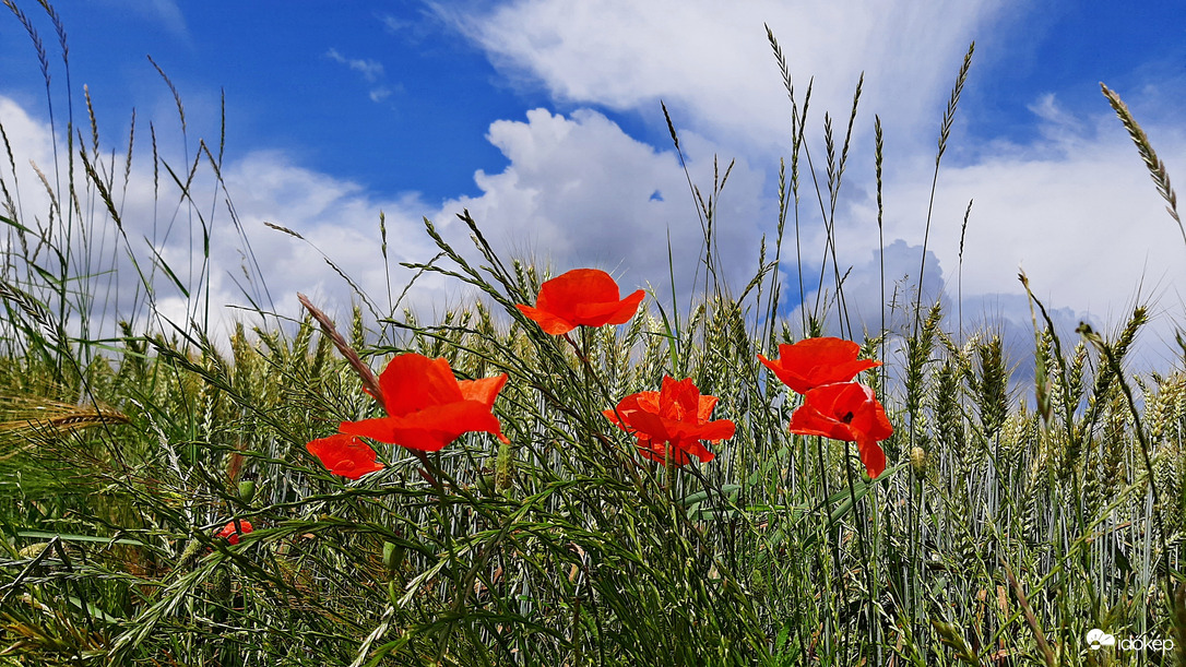 Pipacsos-kék eges-felhős 3. :)