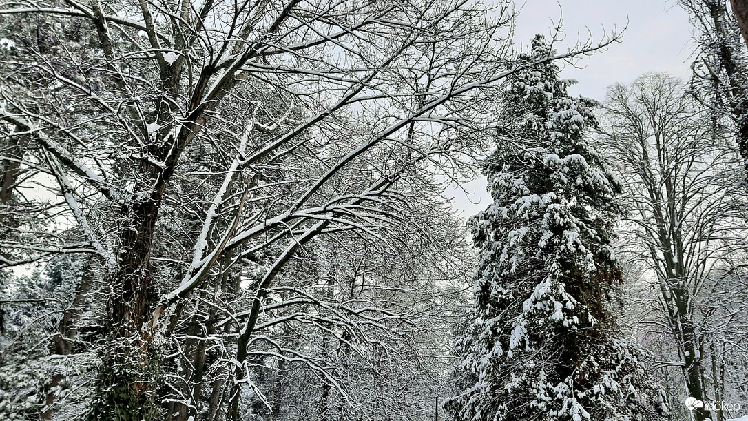 Havas erdőrészlet 1. :)