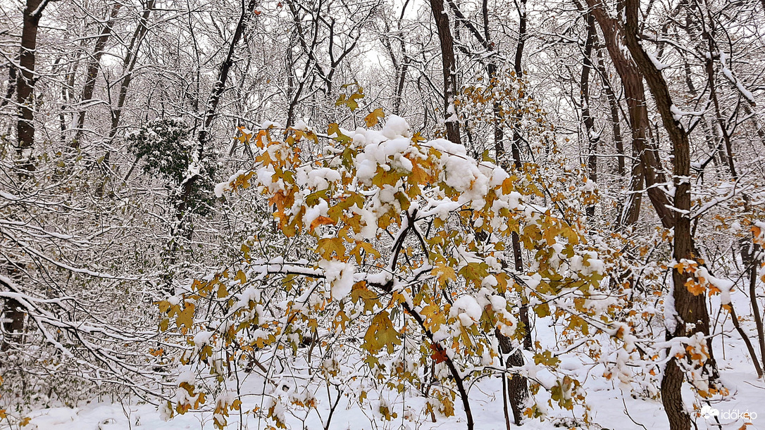 Ősz és tél nálunk is találkozott 1. :)