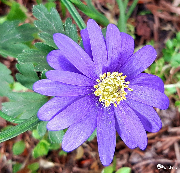 Csinos szellőrózsa (Anemone blanda) :)