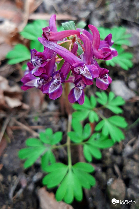 Odvas keltike egy szál magában :)