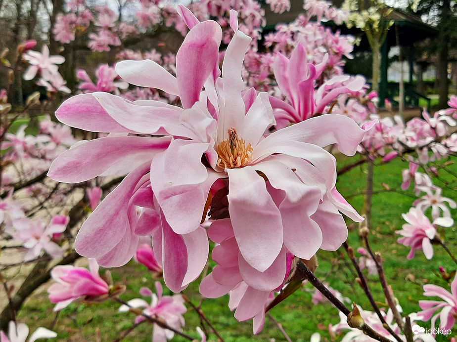 Csillagvirágú liliomfa (Magnolia stellata) 2. :)