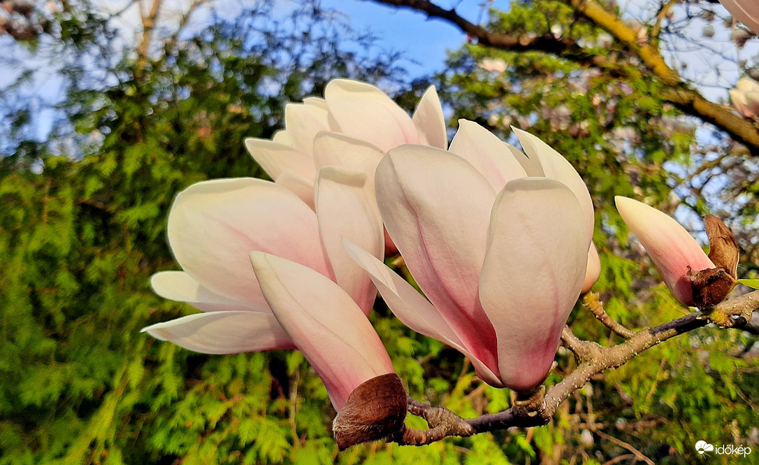Magnólia virágzása 1. :)