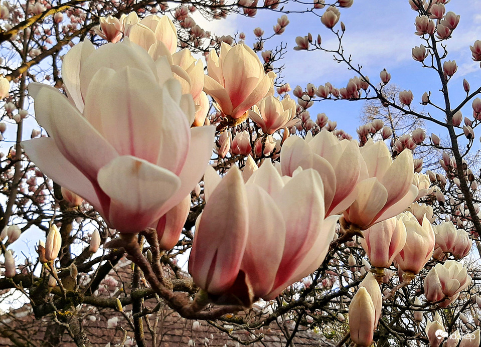 Magnólia virágzása 3. :)