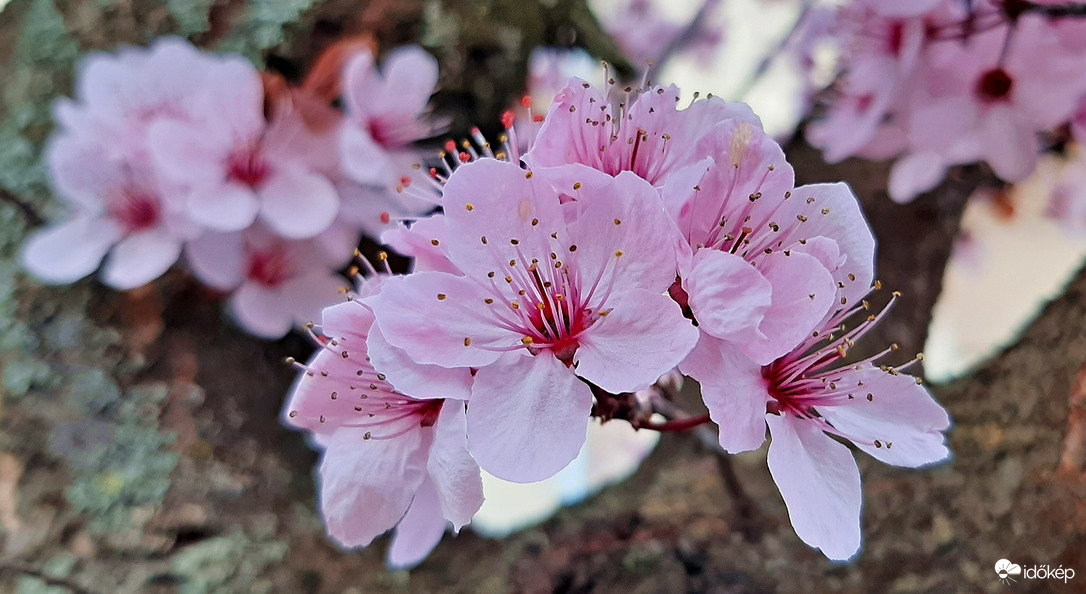 Vérszilva virágzása 1. :)