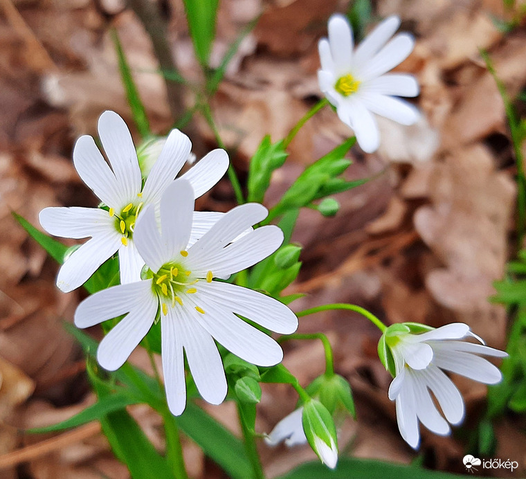 Kivirágzott az olocsáncsillaghúr is :)
