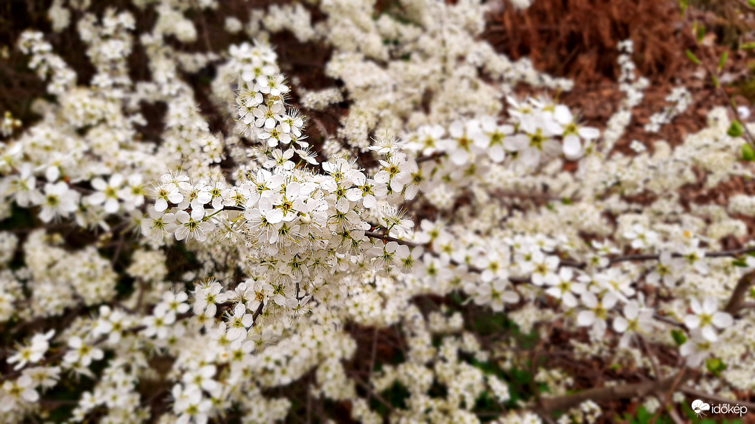 Kökény virágzása 2. :)