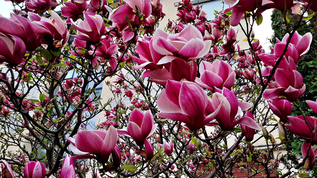 Magnólia virágzása 4. :)
