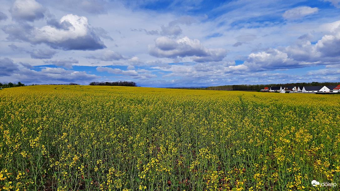 Tengernyi repcemező 1. :)