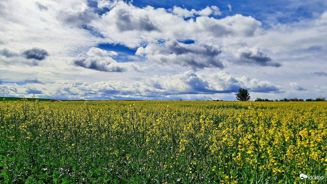 Tengernyi repcemező 3. :)
