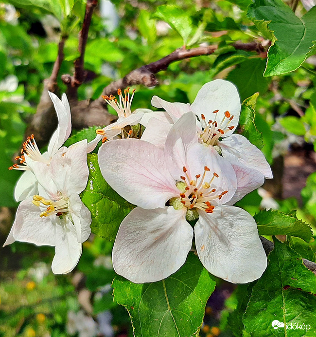 Almafa virágzása 1. :)