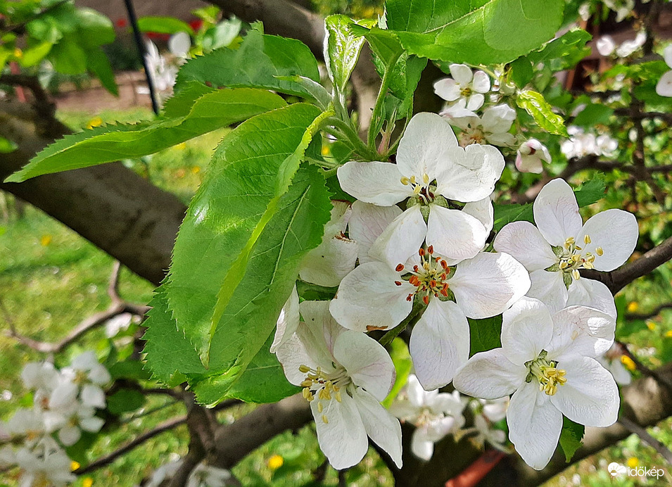 Almafa virágzása 2. :)