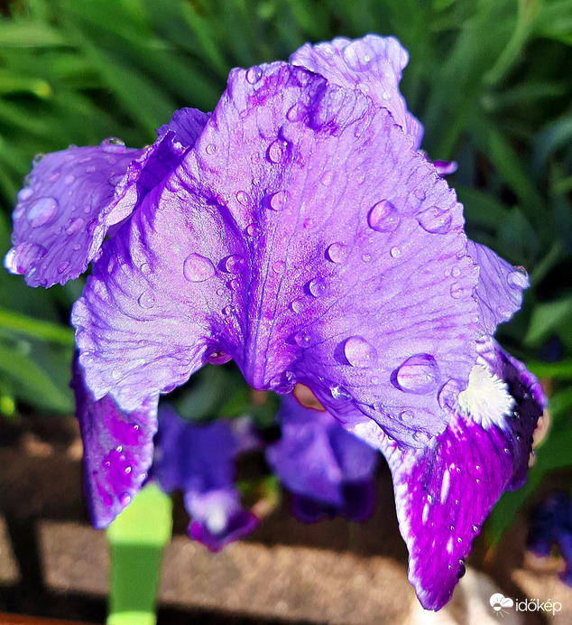 Nőszirom felfrissülve :)