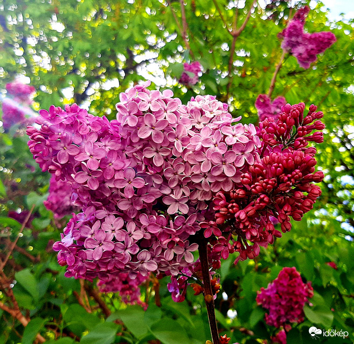 Orgona teljes pompájában 2. :)