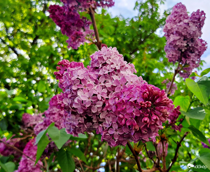 Orgona teljes pompájában 3. :)