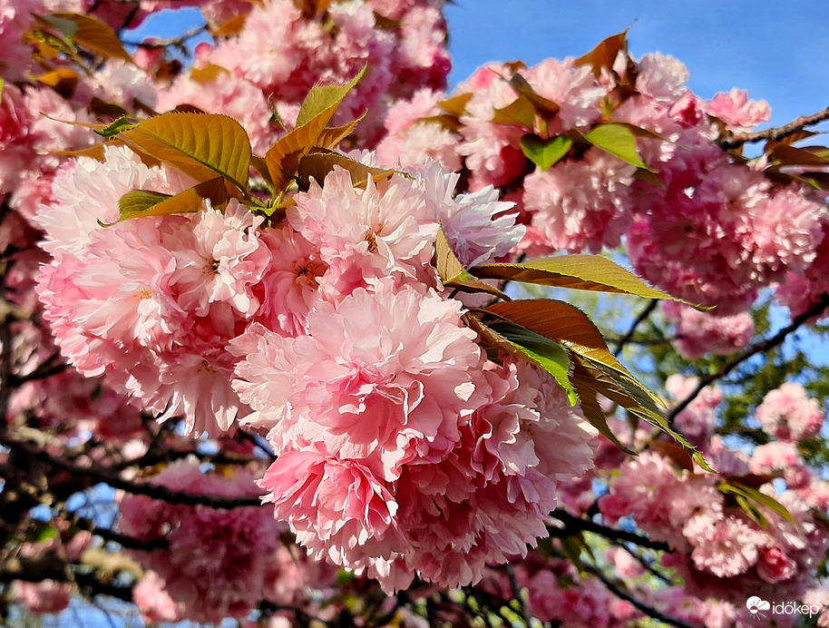 Japán díszcseresznye teljes pompájában 1. :)