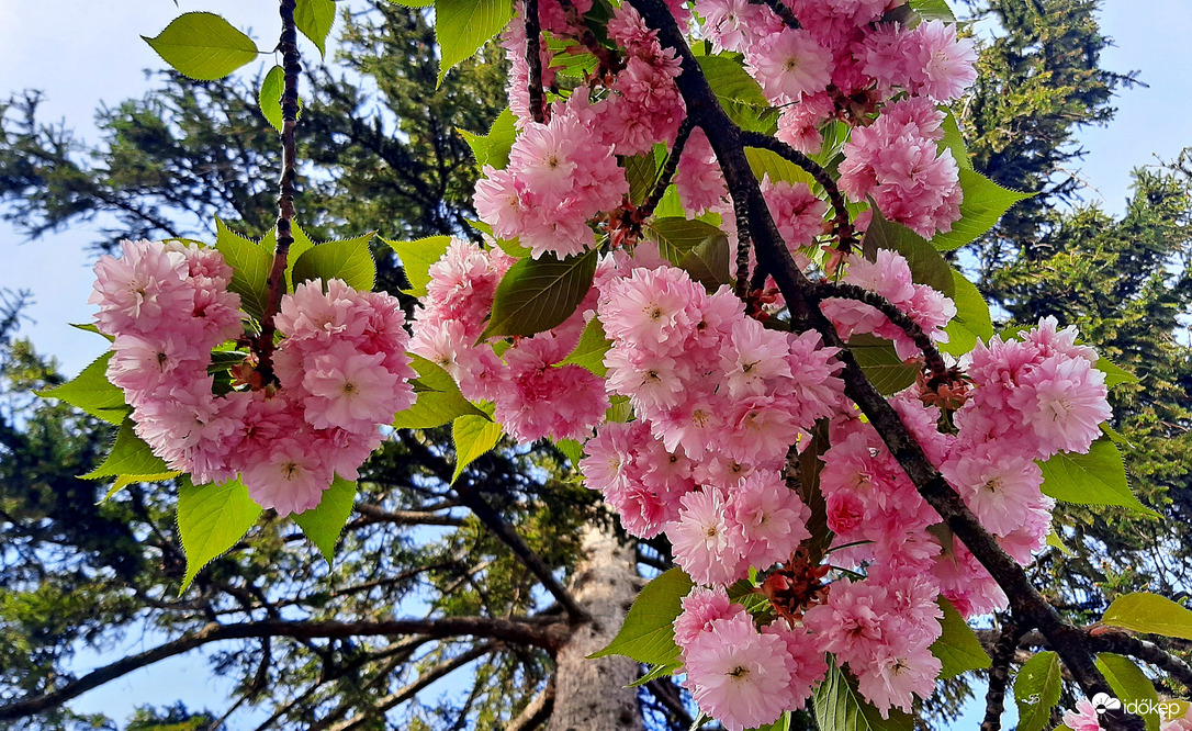 Japán díszcseresznye teljes pompájában 3. :)