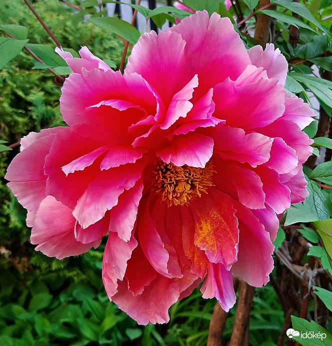 Bánáti bazsarózsa 1. :)