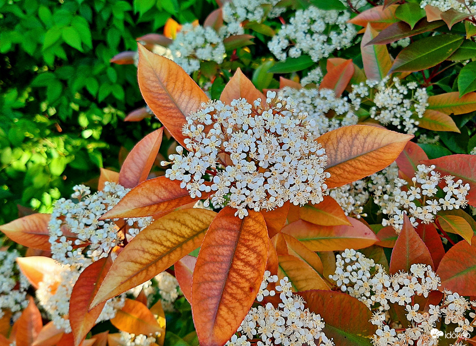 Számomra ismeretlen szépség egy családi ház kertjében :)