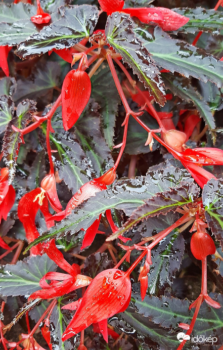 Bolíviai begónia :)