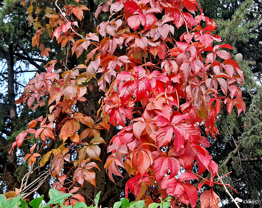 Vadszőlő fenyő ölelésében... :)