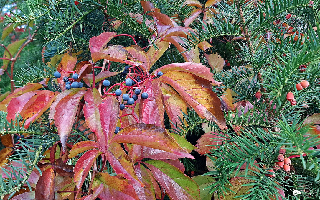 Vadszőlő és tiszafa "házassága" :)