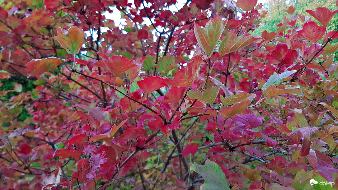 Kányabangita színes "ruhában" :)