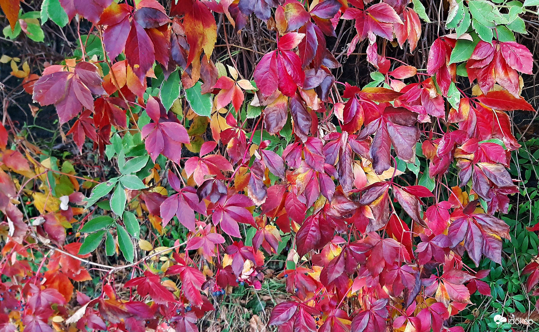 Vadszőlő is színes "ruhában" :)