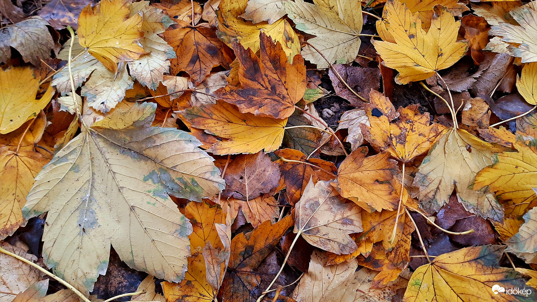 A sárga és barna árnyalataiban pompázó levélszőnyeg 1. :)