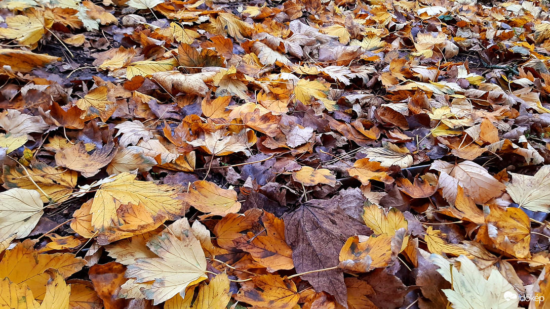 A sárga és barna árnyalataiban pompázó levélszőnyeg 2. :)