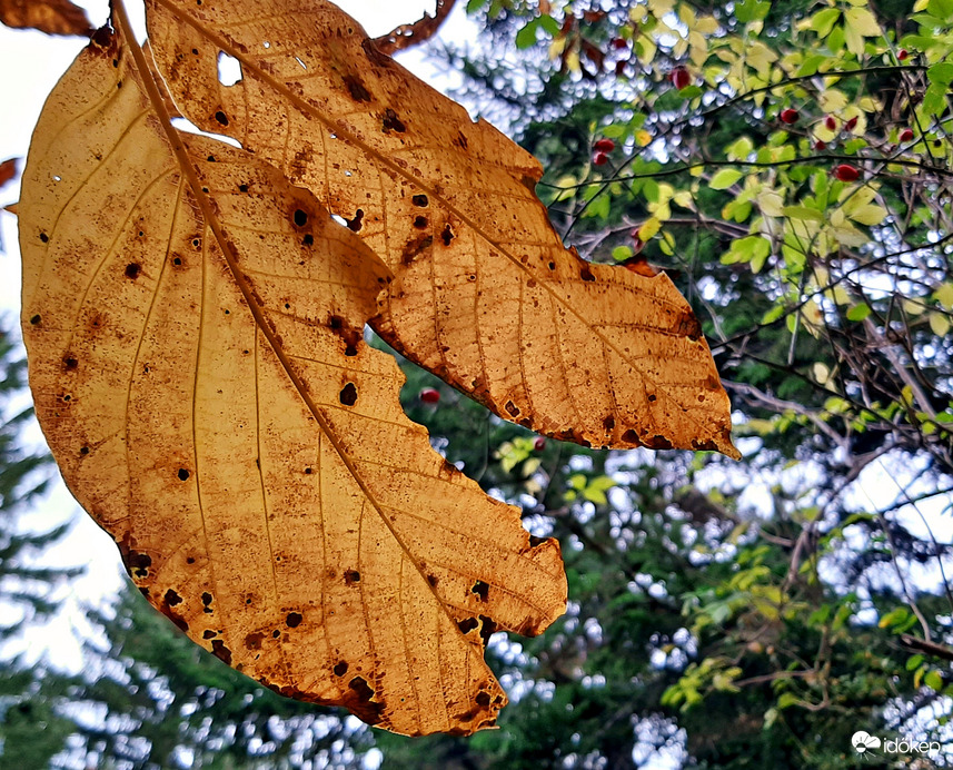 Őszülés közelről 1. :)