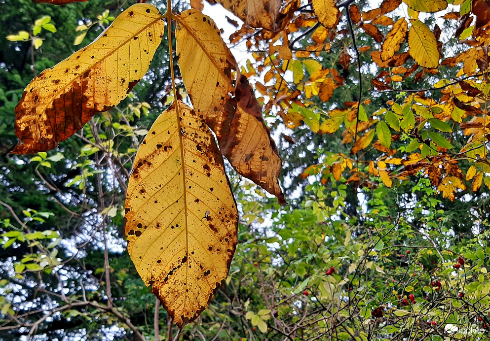 Őszülés közelről 2. :)