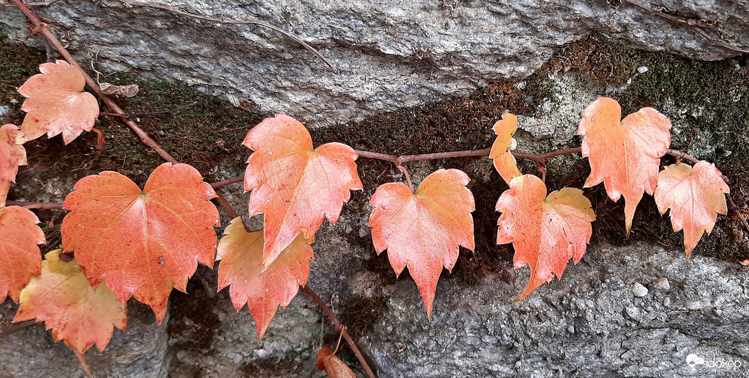 "Sorminta" a falon... :)