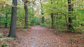 Zöld erdőben, színes levélszőnyeg... :)