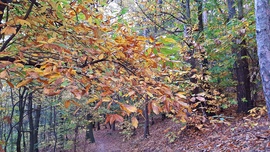 Őszülő szelídgesztenye :)