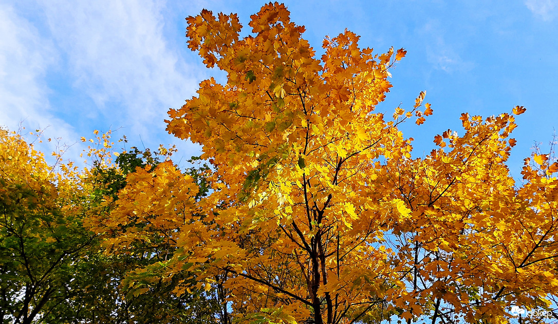 Aranyló juhar a kék ég alatt 1. :)