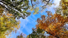 Őszi színek a Soproni Parkerdőben 2. :)