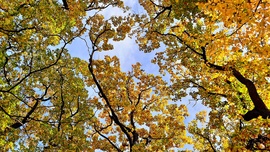 Őszi színek a Soproni Parkerdőben 3. :)