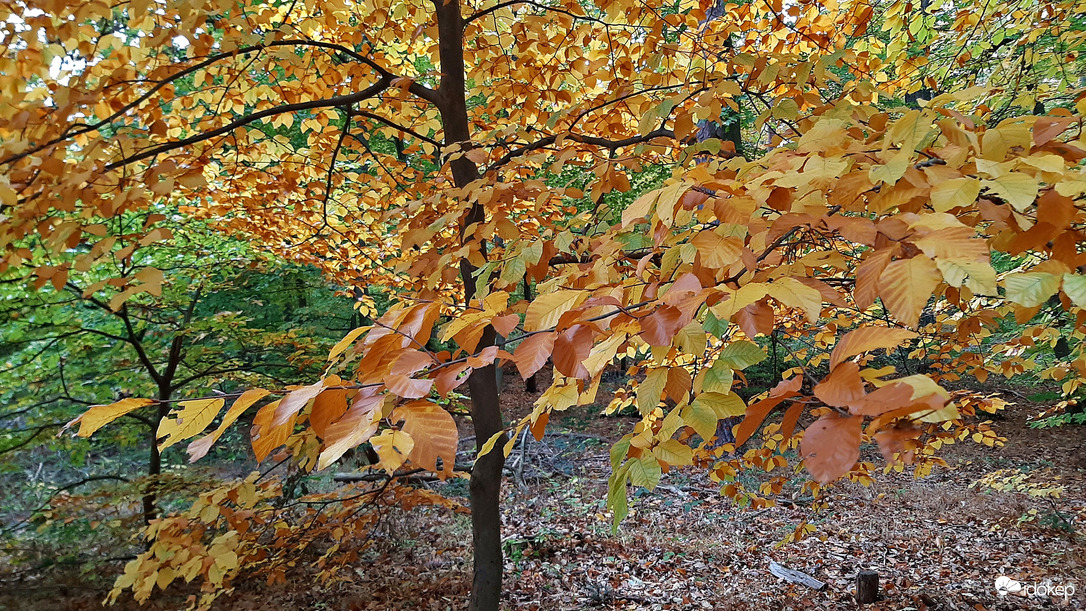 Őszi színek a Soproni Parkerdőben 5. :)