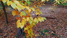 Őszi színek a Soproni Parkerdőben 6. :)