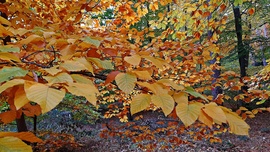 Őszi színek a Soproni Parkerdőben 7. :)