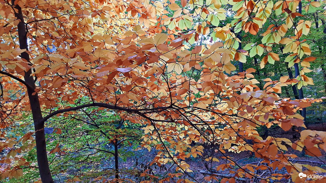 Őszi színek a Soproni Parkerdőben 8. :)